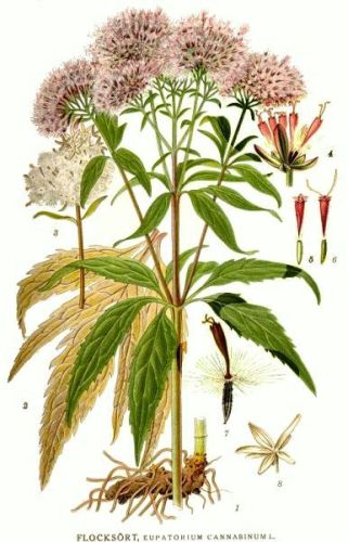 Hemp-Agrimony - Eupatorium cannabinum - Посконник конопляный